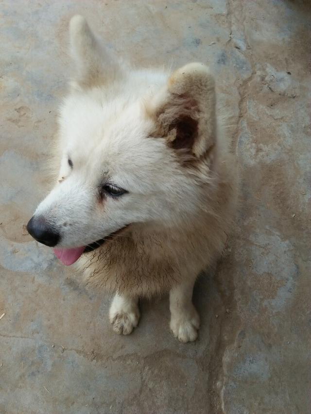 和女友分手后，把狗狗放老家，白富美立即变成黄脸婆