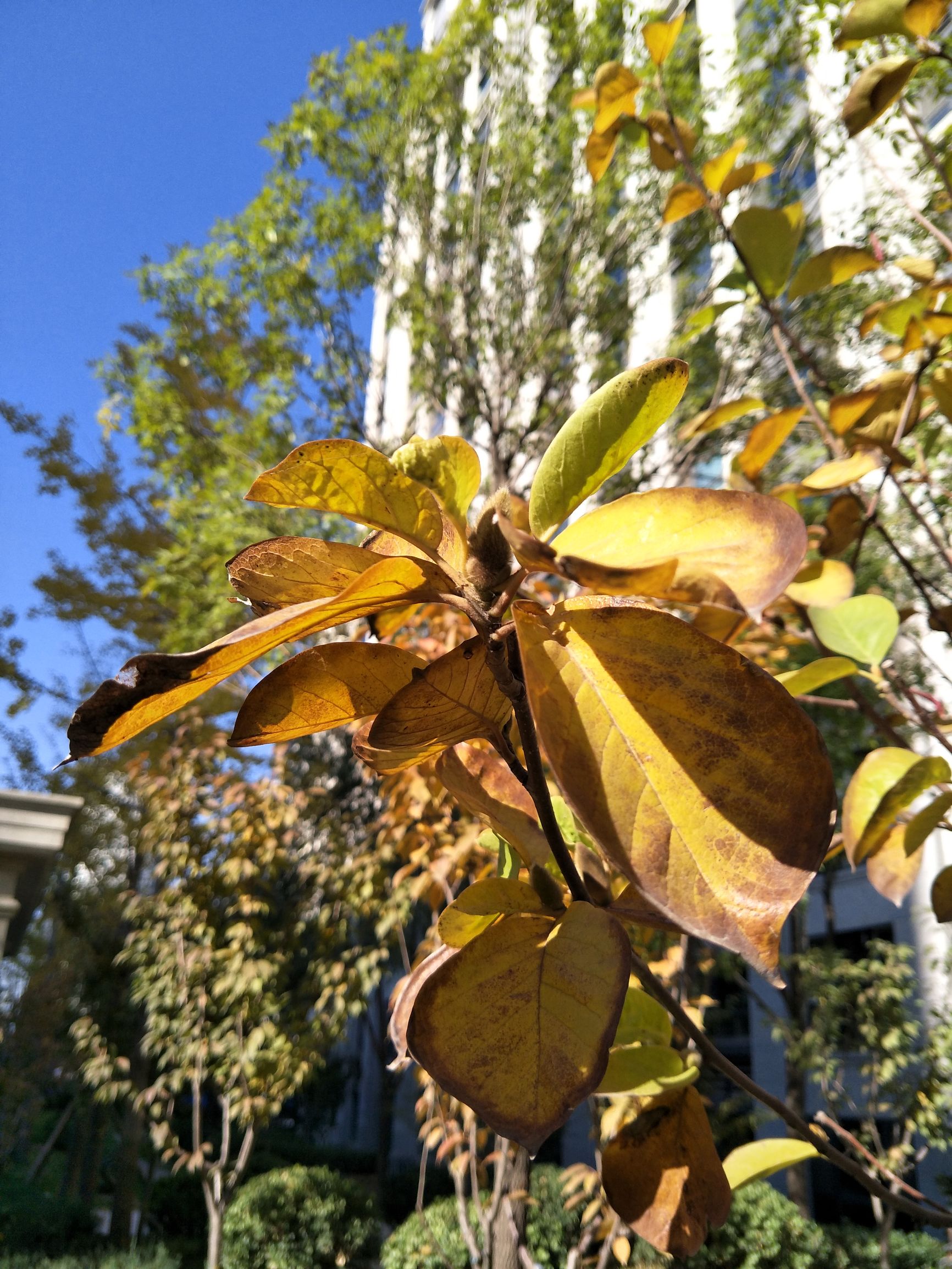 oppor9s超清画质,oppor9s性能测试