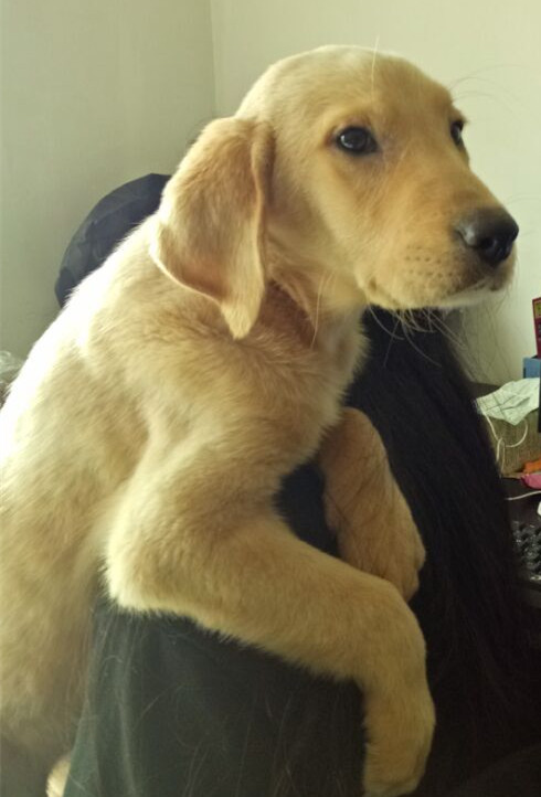 怎么判断犬瘟热狗狗好转,犬瘟热狗狗在家怎么护理