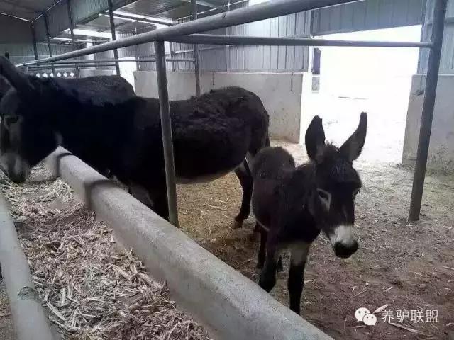 养驴疾病,养驴的正确方法与注意事项