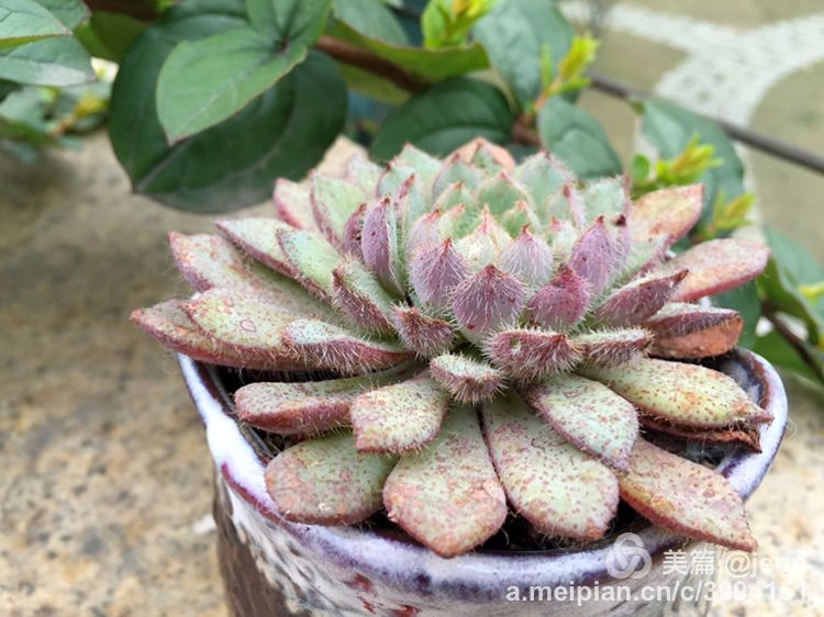 我的多肉小苗一直在露养用遮阳吗,露养冬天的第一盆多肉