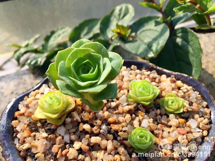 我的多肉小苗一直在露养用遮阳吗,露养冬天的第一盆多肉