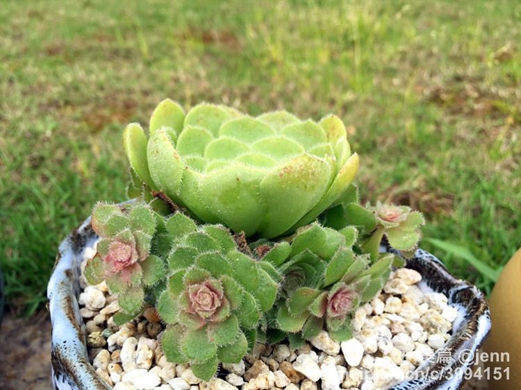 我的多肉小苗一直在露养用遮阳吗,露养冬天的第一盆多肉