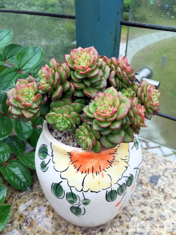 我的多肉小苗一直在露养用遮阳吗,露养冬天的第一盆多肉