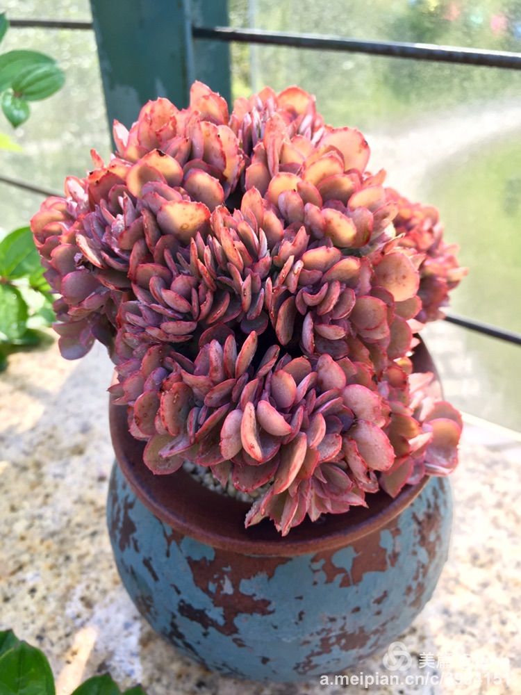 我的多肉小苗一直在露养用遮阳吗,露养冬天的第一盆多肉