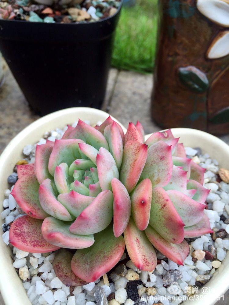 我的多肉小苗一直在露养用遮阳吗,露养冬天的第一盆多肉