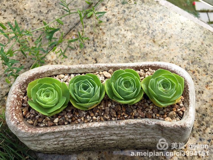 我的多肉小苗一直在露养用遮阳吗,露养冬天的第一盆多肉