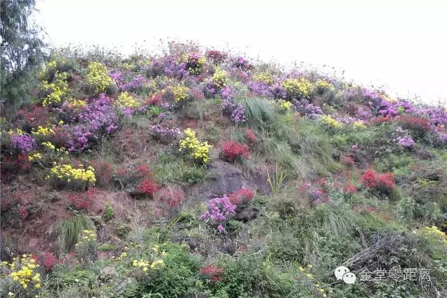 去金堂玉皇山养生谷耍一耍,金堂玉皇山一日游最佳路线