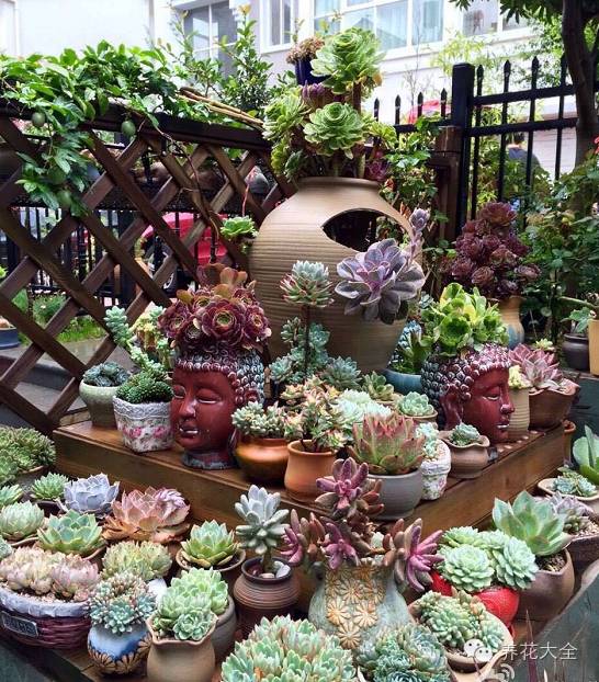省下来的钱都用来种多肉了 (双十一福利多肉花盆)