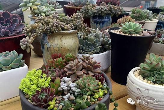 省下来的钱都用来种多肉了 (双十一福利多肉花盆)