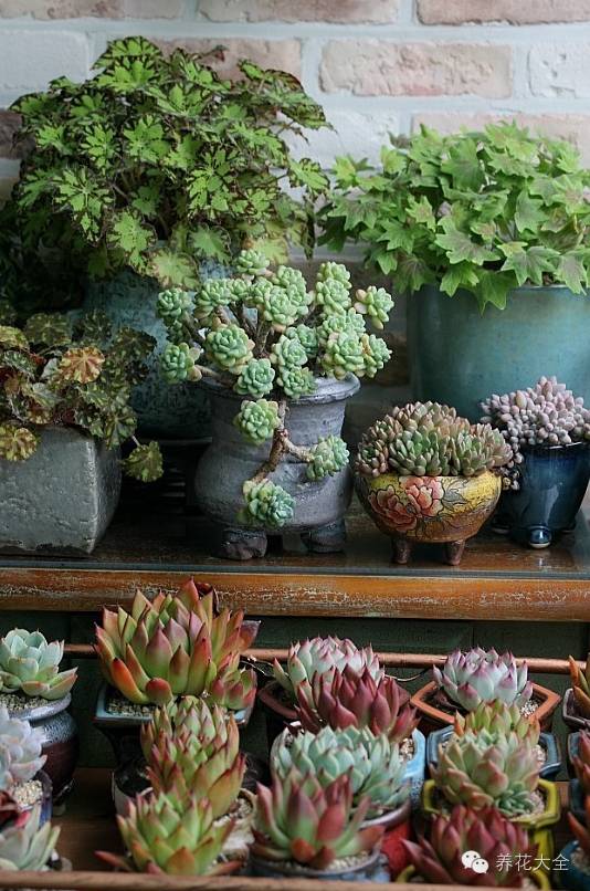 省下来的钱都用来种多肉了 (双十一福利多肉花盆)