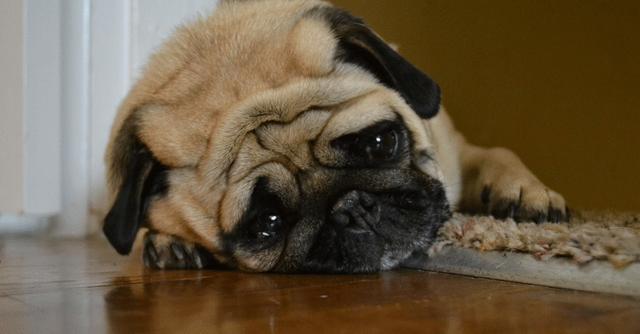 坚不可摧又坦诚相见，这枚帅锅全能达标