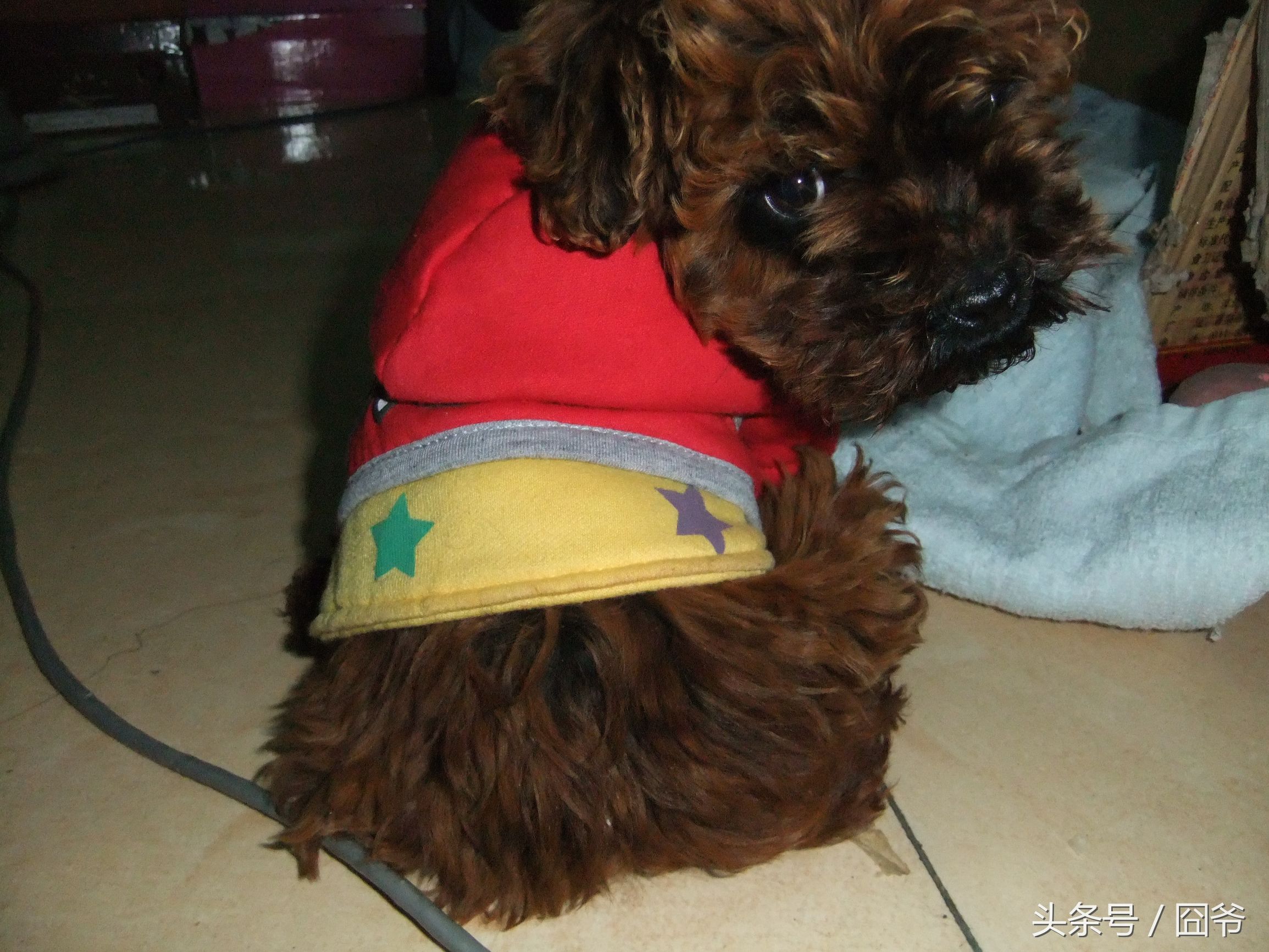 黑色泰迪被卖给狗肉车,黑泰迪被狗贩子染成灰色泰迪