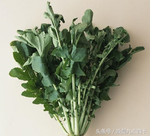 吃红萝卜缨子好还是绿萝卜缨子好,吃萝卜缨好不好