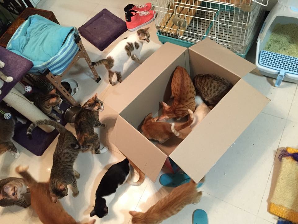 这个香港女孩，是20只残疾猫咪的妈妈：“我会照顾它们到老”