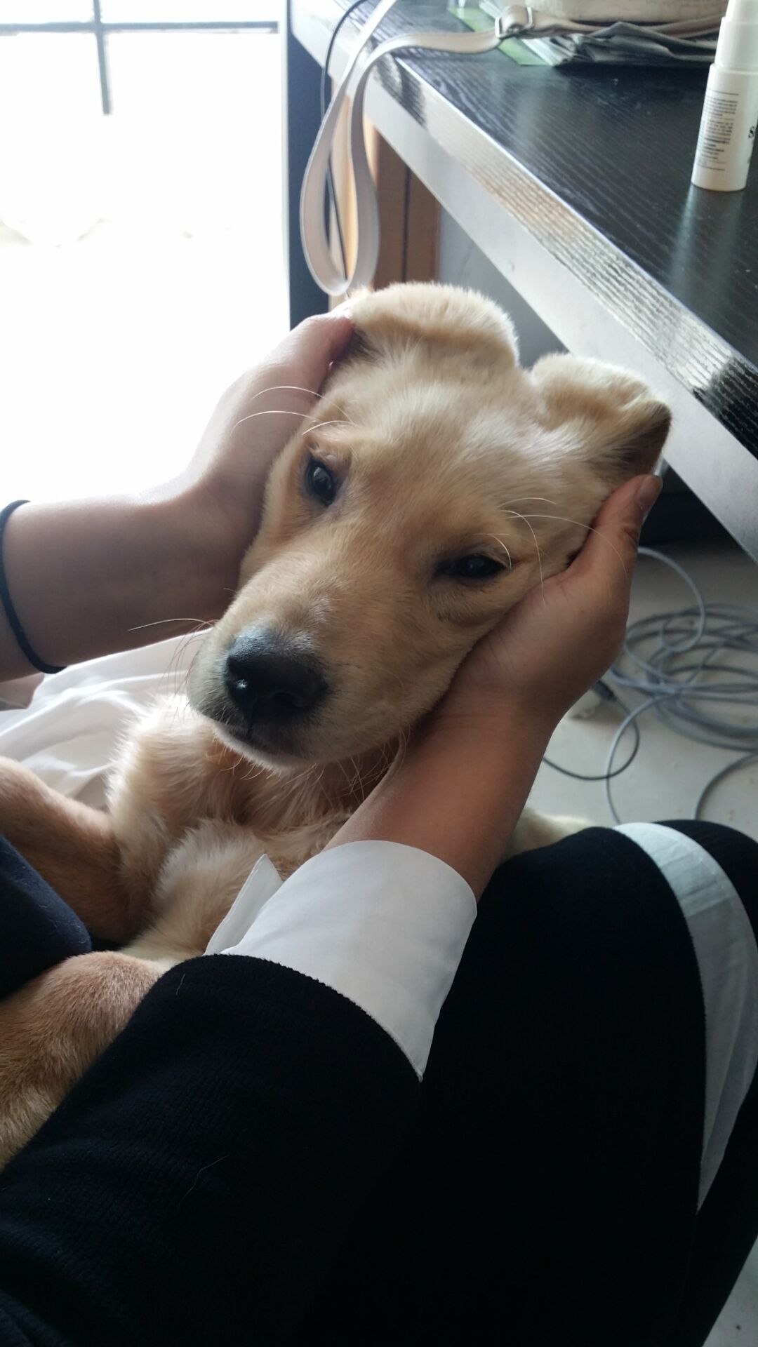 治疗犬瘟的药哪里可以买,犬瘟去药店买啥药