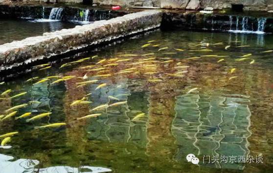 门头沟清水虹鳟鱼,虹鳟鱼现钓现吃