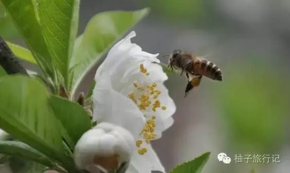 福州附近旅游全攻略,福州旅行攻略完整版