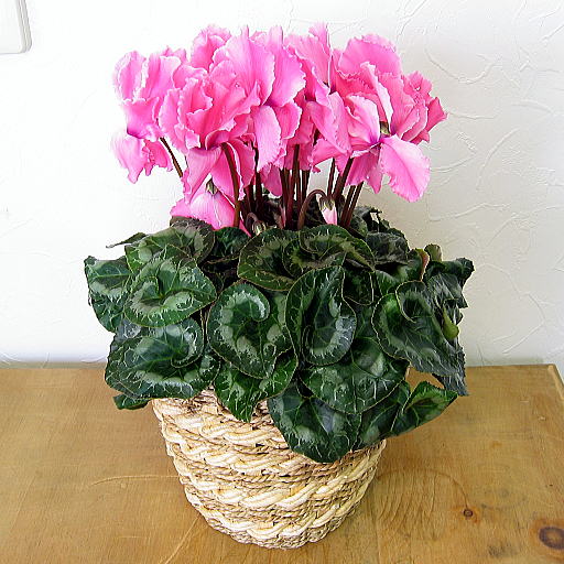 仙客来需要怎么照顾才能养好,养好仙客来