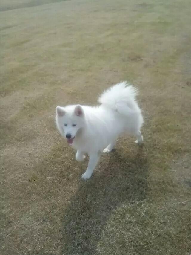 和女友分手后，把狗狗放老家，白富美立即变成黄脸婆