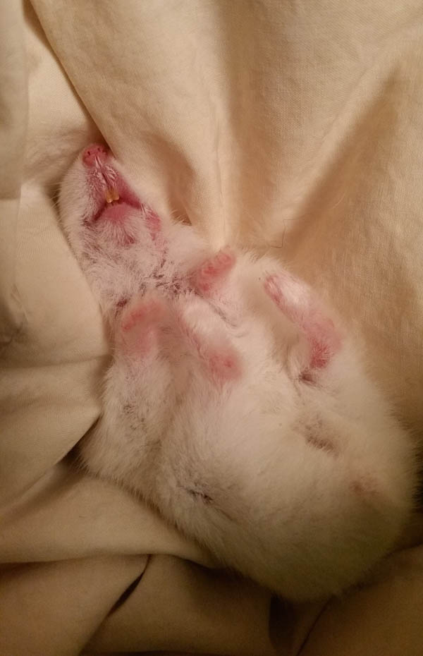 小仓鼠在笼里生活2年终被领养,小仓鼠生出来多少天可以找人领养