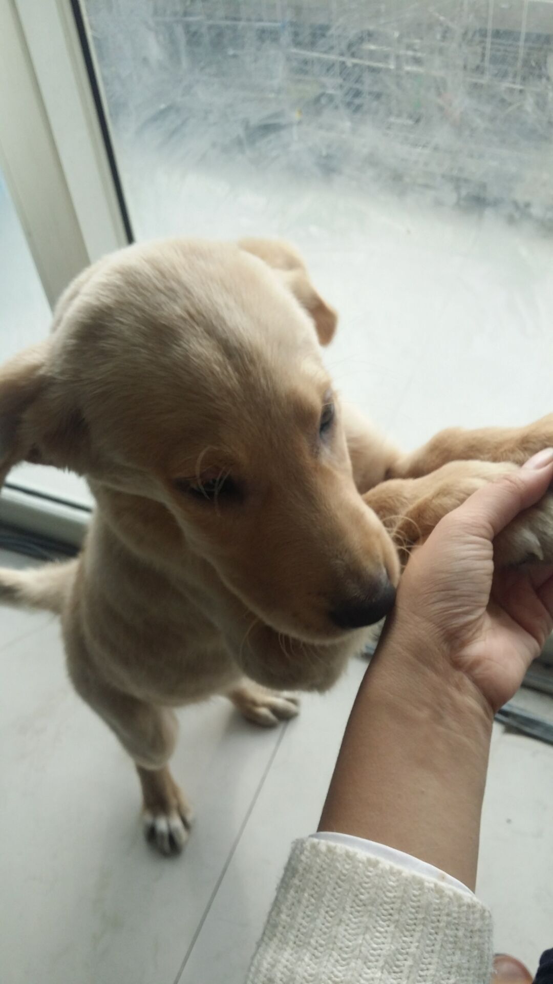 怎么判断犬瘟热狗狗好转,犬瘟热狗狗在家怎么护理