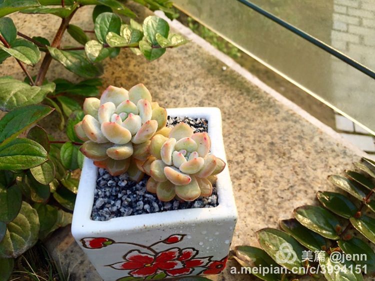 我的多肉小苗一直在露养用遮阳吗,露养冬天的第一盆多肉