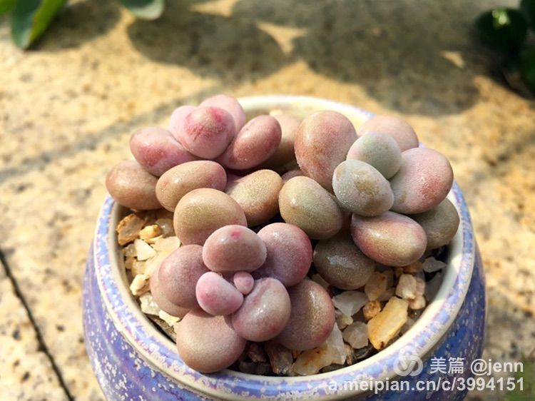 我的多肉小苗一直在露养用遮阳吗,露养冬天的第一盆多肉