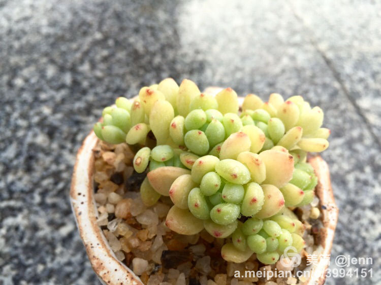 我的多肉小苗一直在露养用遮阳吗,露养冬天的第一盆多肉