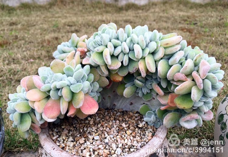 我的多肉小苗一直在露养用遮阳吗,露养冬天的第一盆多肉