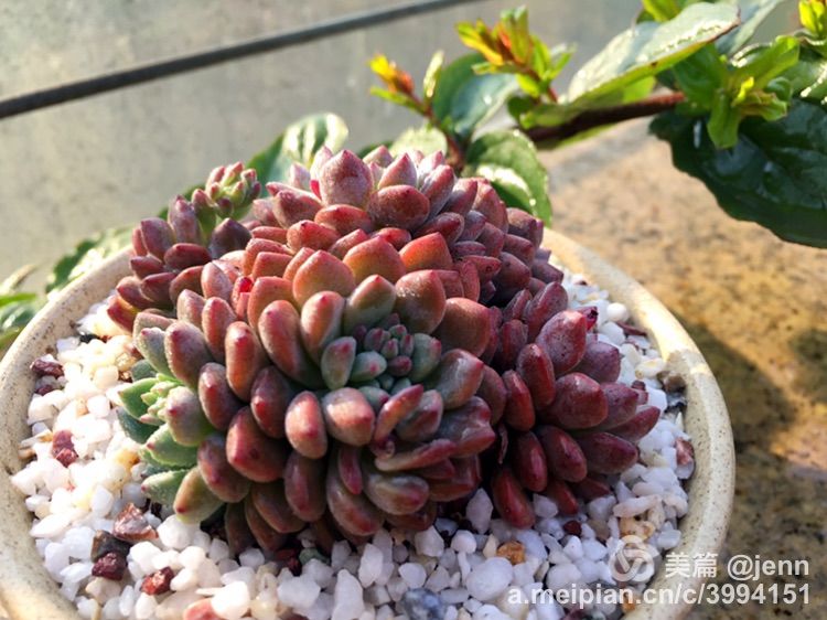 我的多肉小苗一直在露养用遮阳吗,露养冬天的第一盆多肉