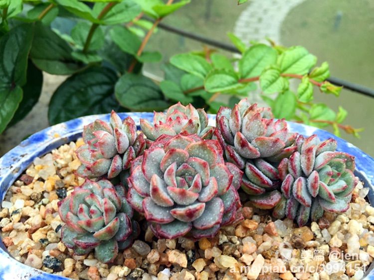 我的多肉小苗一直在露养用遮阳吗,露养冬天的第一盆多肉