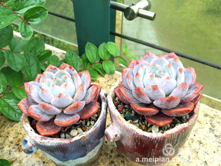 我的多肉小苗一直在露养用遮阳吗,露养冬天的第一盆多肉