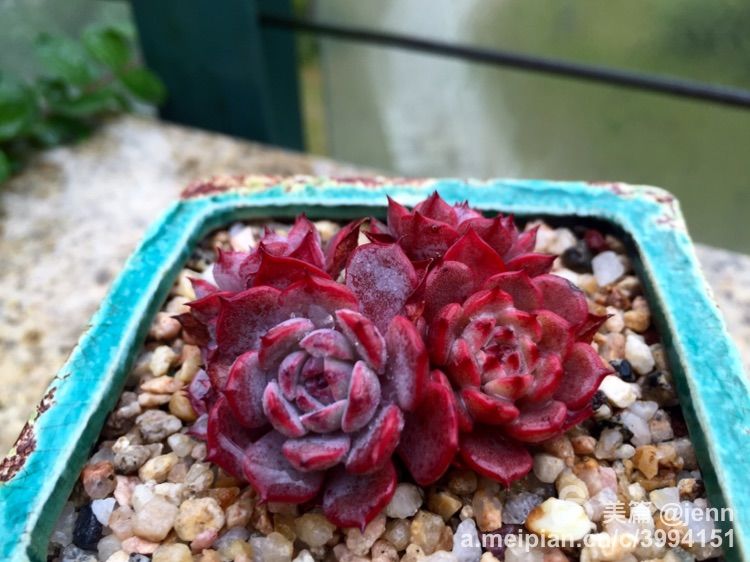 我的多肉小苗一直在露养用遮阳吗,露养冬天的第一盆多肉