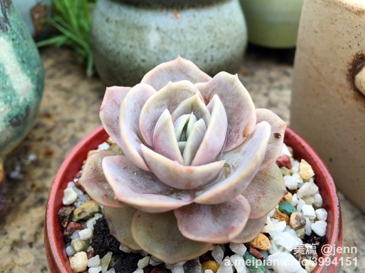 我的多肉小苗一直在露养用遮阳吗,露养冬天的第一盆多肉