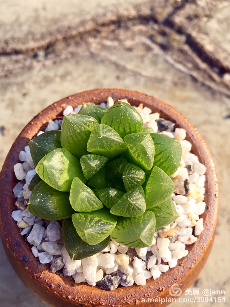 我的多肉小苗一直在露养用遮阳吗,露养冬天的第一盆多肉