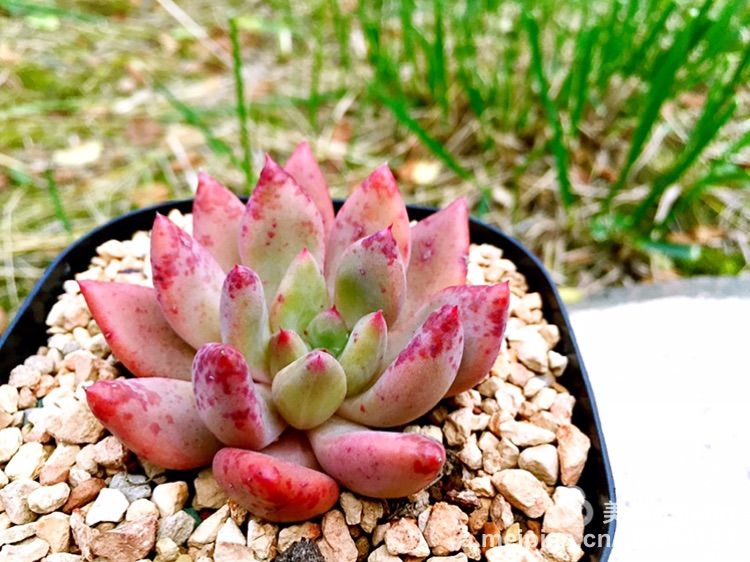 我的多肉小苗一直在露养用遮阳吗,露养冬天的第一盆多肉