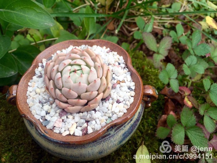 我的多肉小苗一直在露养用遮阳吗,露养冬天的第一盆多肉