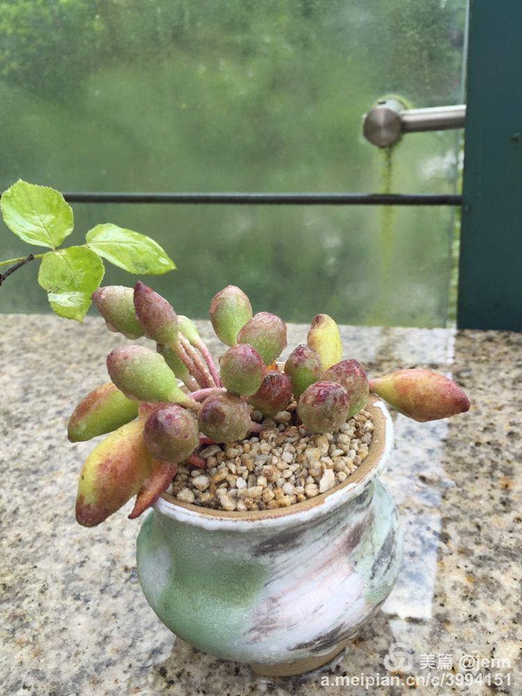 我的多肉小苗一直在露养用遮阳吗,露养冬天的第一盆多肉