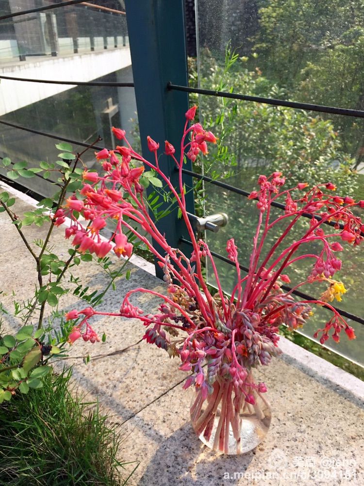 我的多肉小苗一直在露养用遮阳吗,露养冬天的第一盆多肉