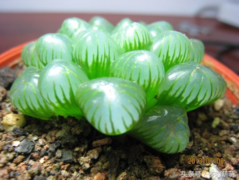 冰清玉洁的少女：冰灯玉露