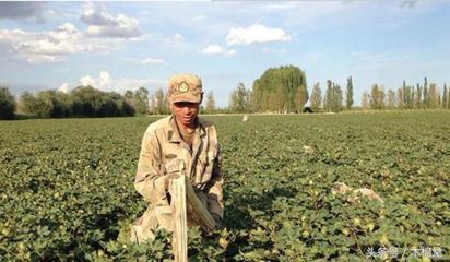 棉花增产窍门,自己种的棉花怎么处理