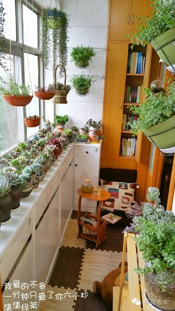 省下来的钱都用来种多肉了 (双十一福利多肉花盆)