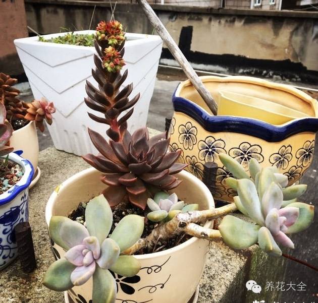 省下来的钱都用来种多肉了 (双十一福利多肉花盆)