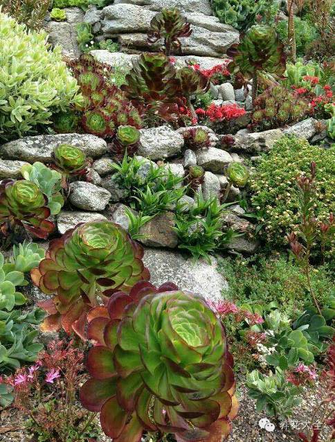 省下来的钱都用来种多肉了 (双十一福利多肉花盆)