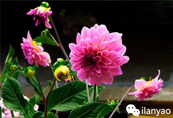 大丽花养殖方法之安全越冬攻略