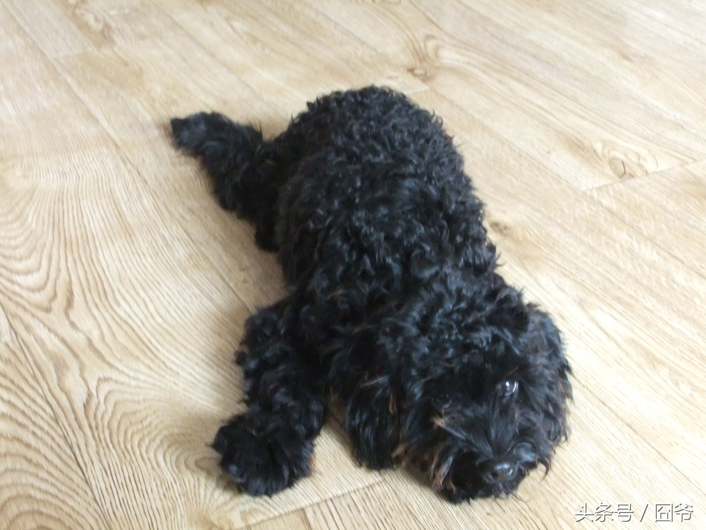 黑色泰迪被卖给狗肉车,黑泰迪被狗贩子染成灰色泰迪