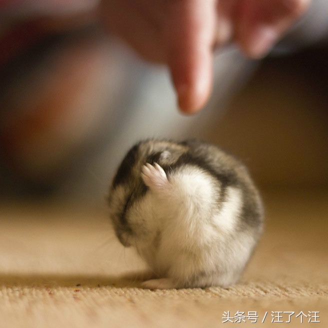 怎么给仓鼠屋消毒最好呢,用什么可以帮仓鼠消毒杀虫