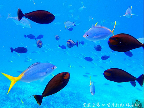 帕劳世界七大海底奇观,帕劳夕阳奇观图片