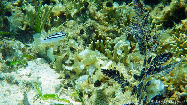 帕劳世界七大海底奇观,帕劳夕阳奇观图片